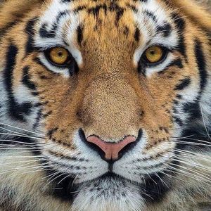 Meet your Posher, Maggie